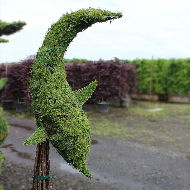 Live Thuja Dolphin Diving Topiary